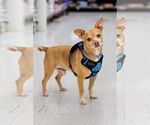 Small #2 Chihuahua Mix