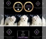 Small #1 Maltese