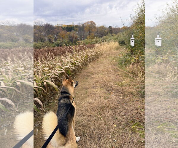 Medium Photo #5 German Shepherd Dog-Unknown Mix Puppy For Sale in Rockaway, NJ, USA