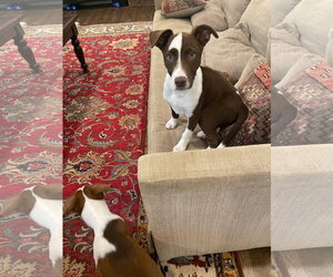 Unknown-Whippet Mix Dogs for adoption in Ball Ground, GA, USA