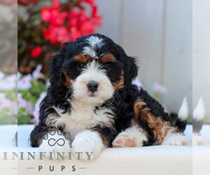 Bernedoodle (Miniature) Puppy for sale in LITITZ, PA, USA