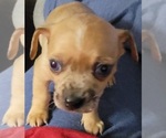 Puppy 3 Chihuahua