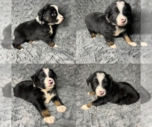 Miniature Australian Shepherd Puppy for sale in BROOKER, FL, USA