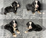 Image preview for Ad Listing. Nickname: Black tri male
