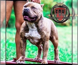 Father of the American Bully puppies born on 12/03/2021