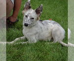 Small #4 Australian Shepherd
