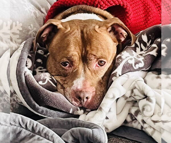 Medium Photo #3 Staffordshire Bull Terrier-Unknown Mix Puppy For Sale in Princeton, MN, USA