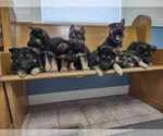 Small Photo #4 German Shepherd Dog Puppy For Sale in FENNVILLE, MI, USA