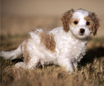 Small Photo #3 Cavachon-Poodle (Miniature) Mix Puppy For Sale in CEDAR PARK, TX, USA