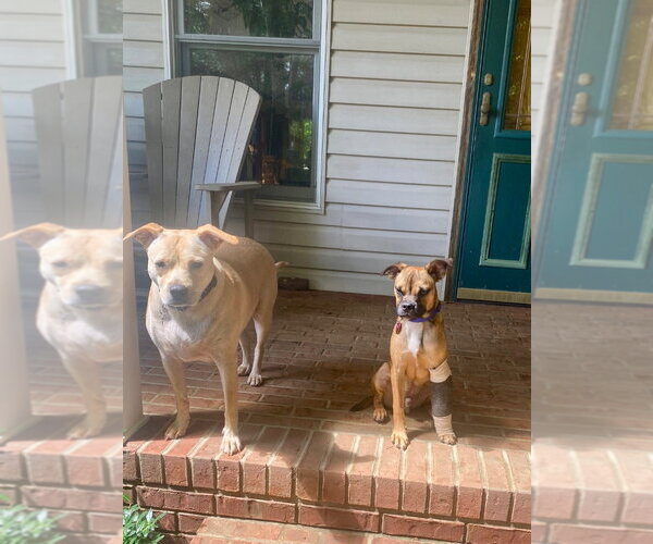 Medium Photo #3 American Foxhound-Unknown Mix Puppy For Sale in Ellijay, GA, USA