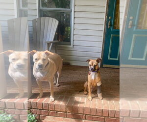 Naji - Male American Foxhound-Unknown Mix Dog for Adoption - Photo #3
