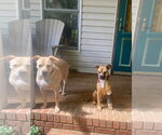 Small Photo #3 American Foxhound-Unknown Mix Puppy For Sale in Ellijay, GA, USA