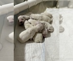Small #15 English Cream Golden Retriever