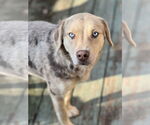 Small #1 Catahoula Leopard Dog