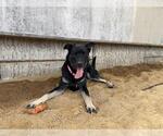 Small #1 German Shepherd Dog