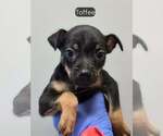 Small #4 Boston Huahua