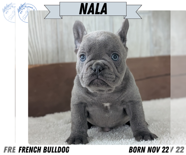 Medium Photo #1 French Bulldog Puppy For Sale in GOSHEN, IN, USA