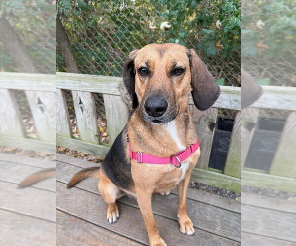 Medium Photo #13 Mutt Puppy For Sale in Elmsford, NY, USA