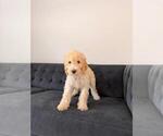 Small #4 Goldendoodle