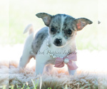 Small Photo #107 Chihuahua Puppy For Sale in WARSAW, IN, USA