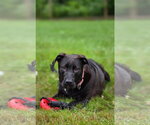 Vera~meet me! - Female Labrador Retriever Dog for Adoption - Small photo