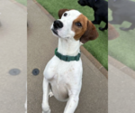 Small Photo #5 Parson Russell Terrier-Unknown Mix Puppy For Sale in Decatur, GA, USA