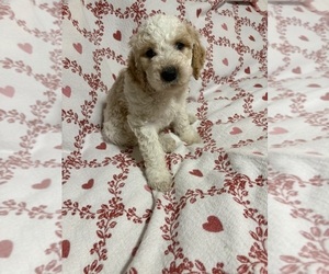 Goldendoodle Puppy for sale in HONEY GROVE, TX, USA