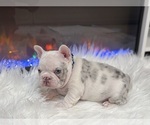 Small #3 French Bulldog