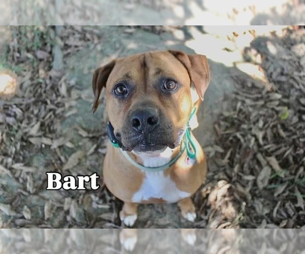 Medium Photo #3 Boxer-Unknown Mix Puppy For Sale in Germantown, OH, USA