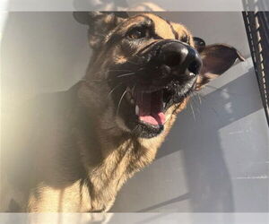 German Shepherd Dog Dogs for adoption in Houston, TX, USA
