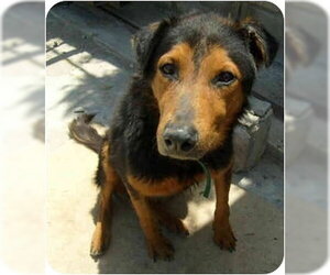 German Shepherd Dog-Unknown Mix Dogs for adoption in San Diego, CA, USA