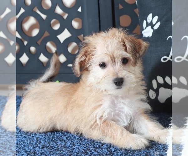 Medium Photo #1 Yo-Chon Puppy For Sale in MOUNT VERNON, OH, USA