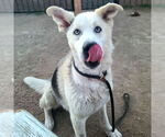 Small #1 German Shepherd Dog-Siberian Husky Mix