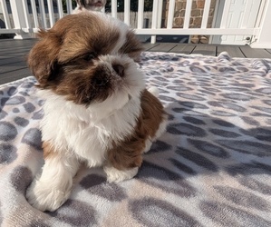 Shih Tzu Puppy for sale in HAMDEN, CT, USA