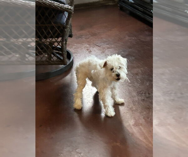 Medium Photo #4 Maltese-Unknown Mix Puppy For Sale in San Diego , CA, USA