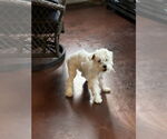 Small #3 Maltese Mix