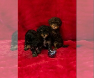 Poodle (Toy) Puppy for sale in Vancouver, British Columbia, Canada