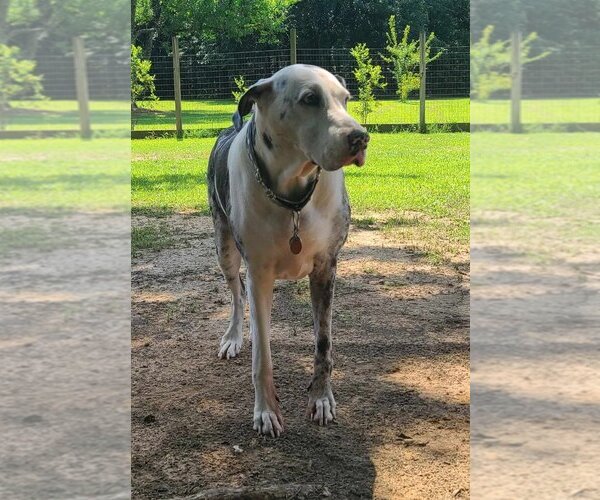 Medium Photo #3 Great Dane Puppy For Sale in Bullard, TX, USA