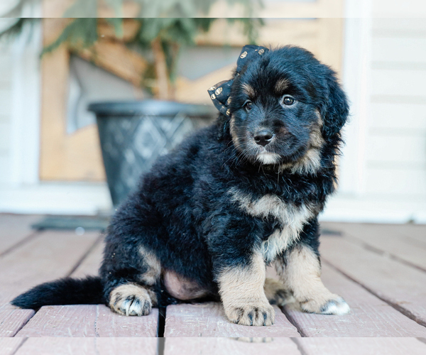 Medium Photo #4 Australian Retriever Puppy For Sale in LIBERTY, KY, USA