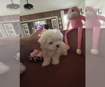 Small #17 Maltese