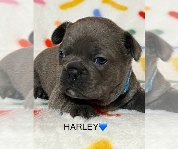 Medium Photo #1 French Bulldog Puppy For Sale in CAMERON, OK, USA
