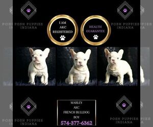 French Bulldog Puppy for sale in WARSAW, IN, USA
