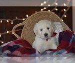Puppy 4 English Cream Golden Retriever