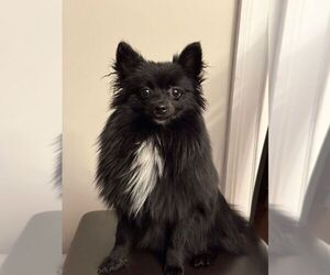 Pomeranian Puppy for sale in PAWTUCKET, RI, USA