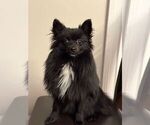 Small Pomeranian