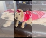 Small Photo #1 Labradoodle Puppy For Sale in EATON, CO, USA