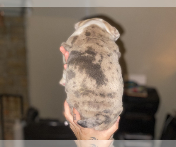 Medium Photo #7 Olde English Bulldogge Puppy For Sale in OVERLAND, KS, USA