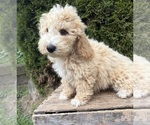 Small Photo #4 Bichpoo Puppy For Sale in MIDDLEBURY, IN, USA