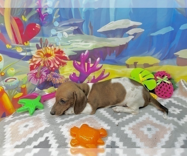Medium Photo #7 Dachshund Puppy For Sale in CASSVILLE, MO, USA