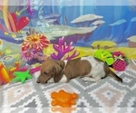 Small #6 Dachshund